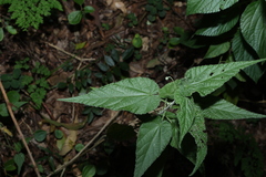 (c) Greg Tasney, some rights reserved (CC BY-SA) Abutilon oxycarpum, photograph (c) Greg Tasney, some rights reserved (CC BY-SA)