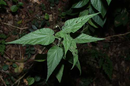 Abutilon oxycarpum, photograph 2