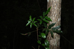 Rhodosphaera rhodanthema, photograph (c) Greg Tasney, some rights reserved (CC BY-SA)