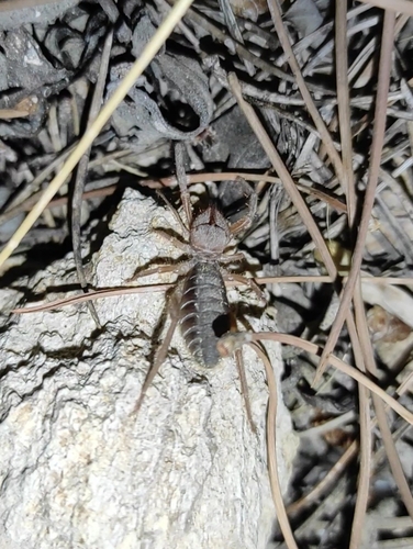 Iberian Solifugid