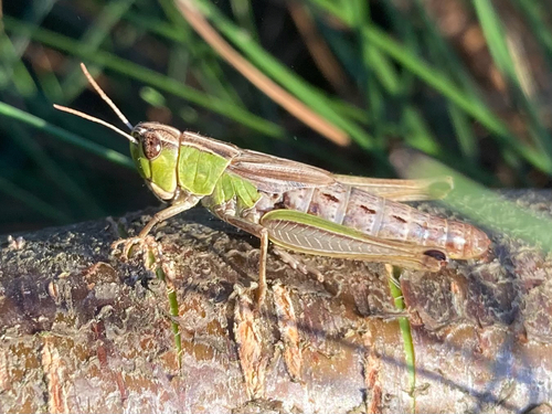 Meadow Grasshopper