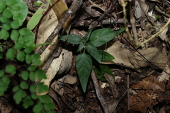 (c) Greg Tasney, some rights reserved (CC BY-SA) Pseuderanthemum variabile, photograph (c) Greg Tasney, some rights reserved (CC BY-SA)