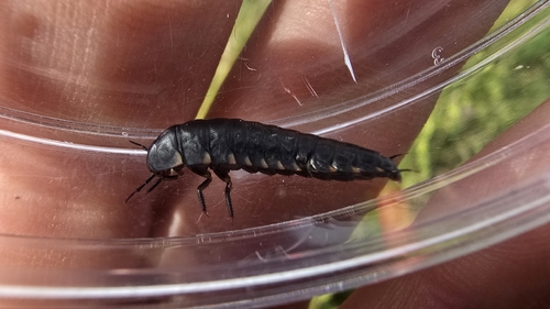 Sad Carrion Beetle