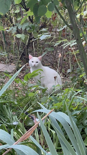 Domestic Cat