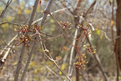 Ampelocissus acapulcensis