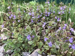 Glechoma hederacea