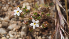 Nemacladus breviflorus