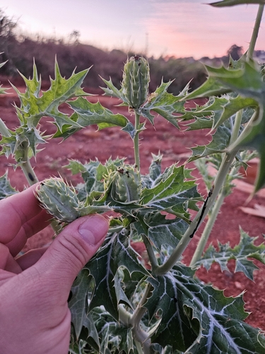 Argemone mexicana, photograph 6