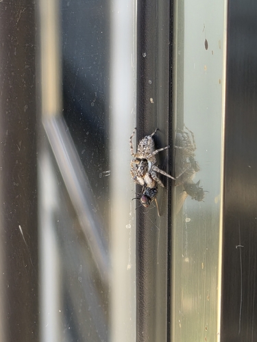 Half-edged Wall Jumping Spider