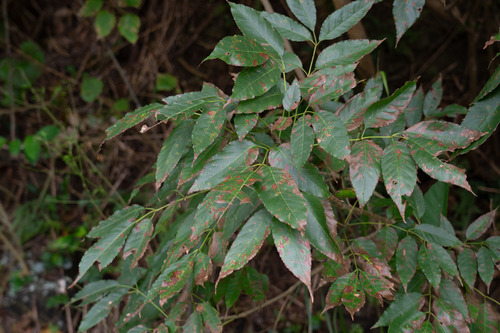 Fraxinus insularis observed 2026-07-18