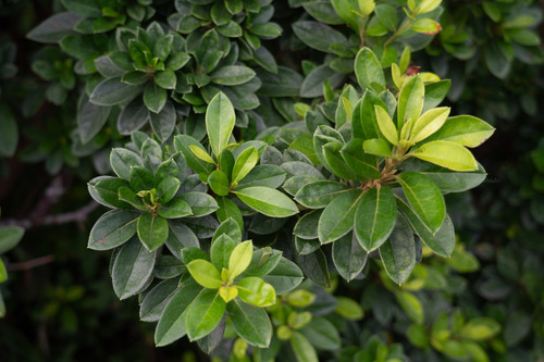 Rhododendron scabrum observed 2026-07-18