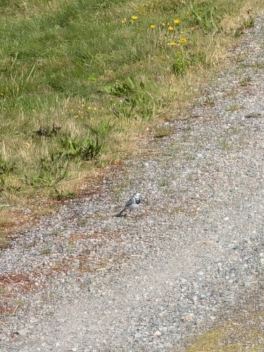 White Wagtail
