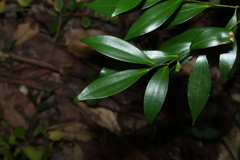 Cryptocarya laevigata, photograph (c) Greg Tasney, some rights reserved (CC BY-SA)