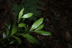 Cryptocarya laevigata, photograph (c) Greg Tasney, some rights reserved (CC BY-SA)