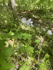 Hydrophyllum appendiculatum