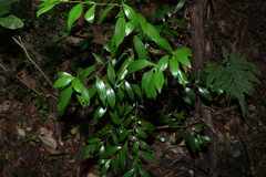 Cryptocarya laevigata, photograph (c) Greg Tasney, some rights reserved (CC BY-SA)