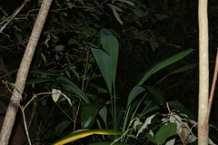 (c) Greg Tasney, some rights reserved (CC BY-SA) Cordyline petiolaris, photograph (c) Greg Tasney, some rights reserved (CC BY-SA)