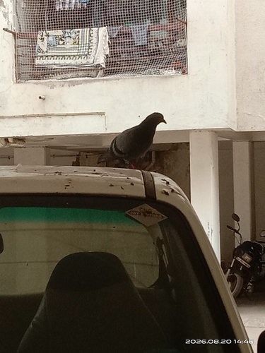 Feral Pigeon