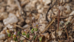 Nemacladus breviflorus