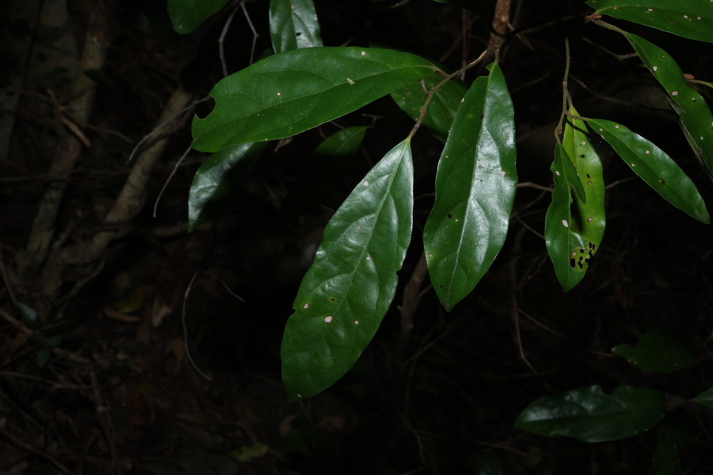Endiandra pubens; photograph (c) Greg Tasney, some rights reserved (CC BY-SA)