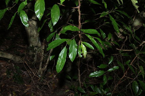 Endiandra pubens, photograph 2