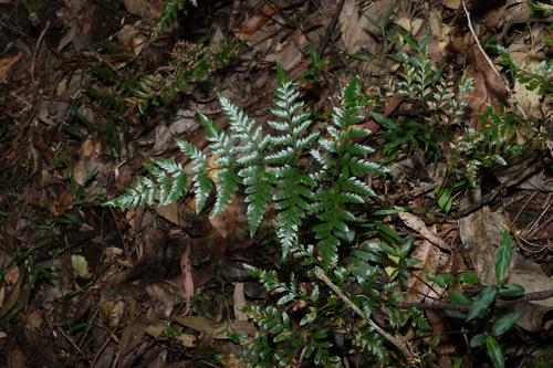 Davallia pyxidata observed 2026-08-20