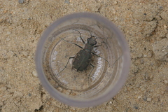 Cicindela repanda repanda