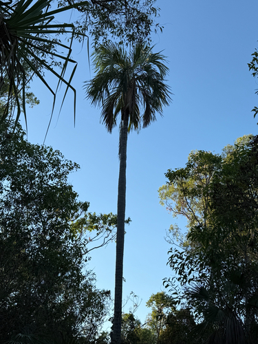 Hydriastele observed 2026-08-20