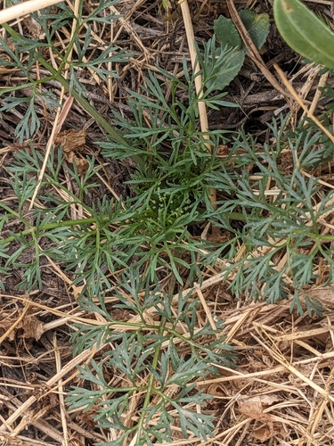 Marsh parsley