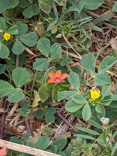 scarlet pimpernel