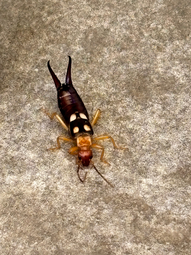 Smyrnean Earwig
