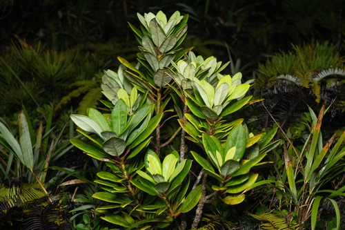 Daphniphyllum teijsmannii observed 2026-07-19