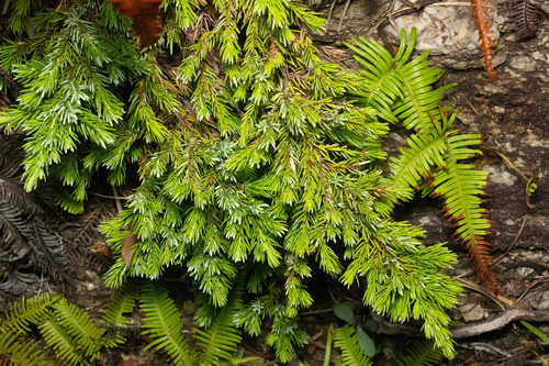 Juniperus taxifolia observed 2026-07-19