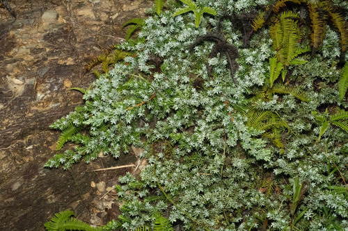 Juniperus taxifolia observed 2026-07-19
