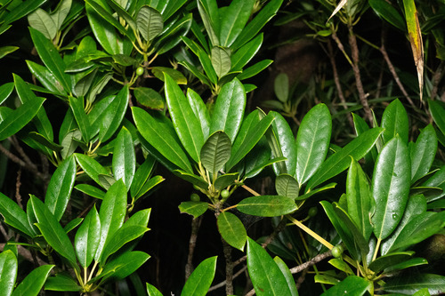Daphniphyllum teijsmannii observed 2026-07-19