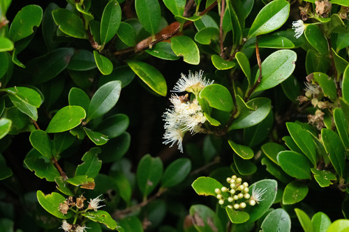 Syzygium buxifolium observed 2026-07-19
