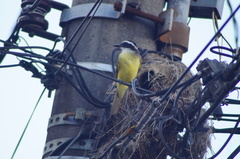 Pitangus sulphuratus
