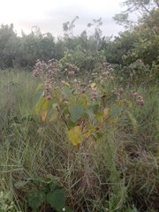 Angiospermae