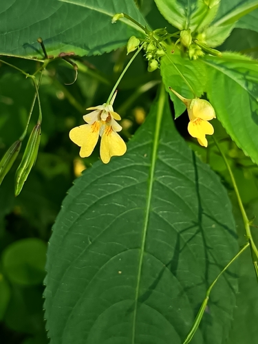small balsam