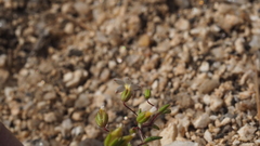 Nemacladus breviflorus