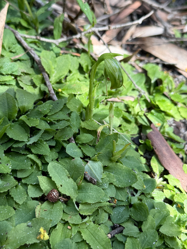 Nodding Greenhood