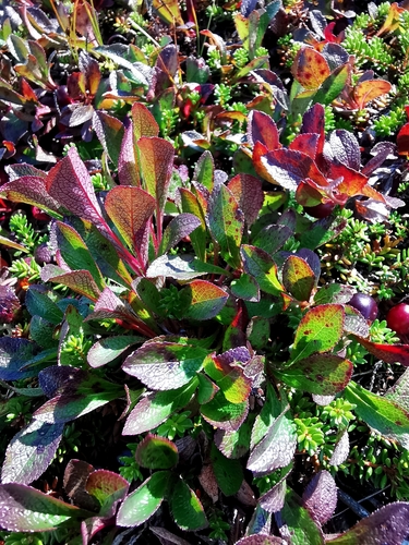 alpine bearberry