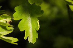 Phyllocoptes goniothorax