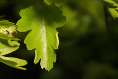 Phyllocoptes goniothorax