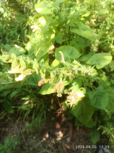 Sticky Sage