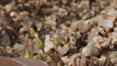 Nemacladus breviflorus