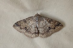 Ericeia inangulata