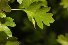 Phyllocoptes goniothorax