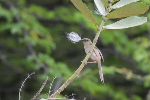 Prinia polychroa, 2026-08-18