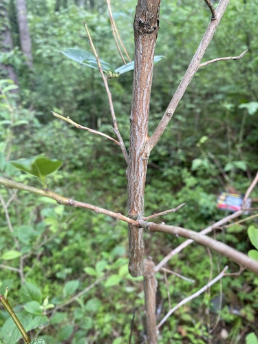 Lyonia ovalifolia observed 2026-08-20